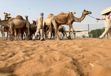 Sindh police arrest five for severing camel's leg in Sanghar