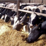 Punjab celebrates world animal protection day with focus on livestock welfare