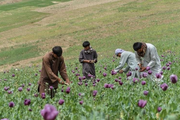 Afghanistan opium stockpiles