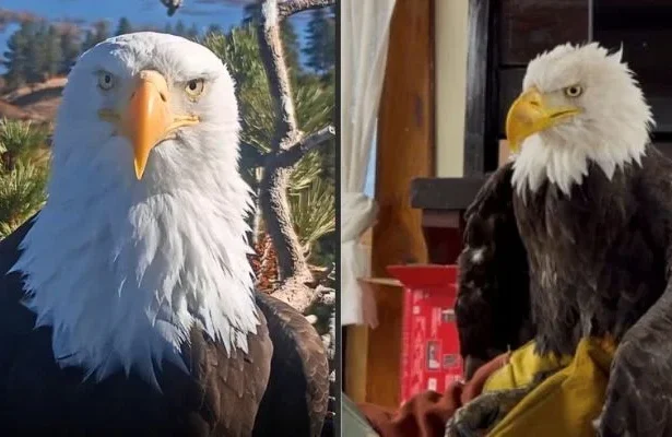 Beloved Big Bear eagle Jackie passes away, leaving millions heartbroken