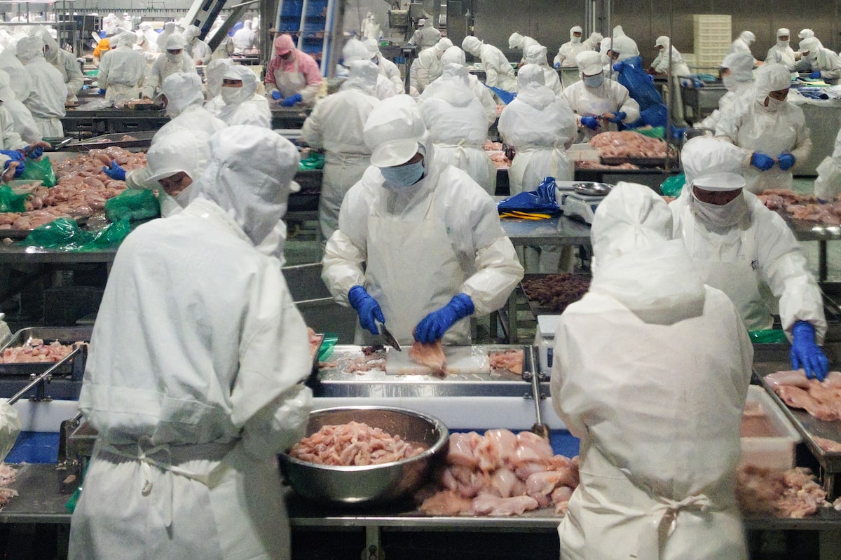 China’s cheap chicken and dairy exports shake up...