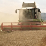 Combine harvester working in a wheat field