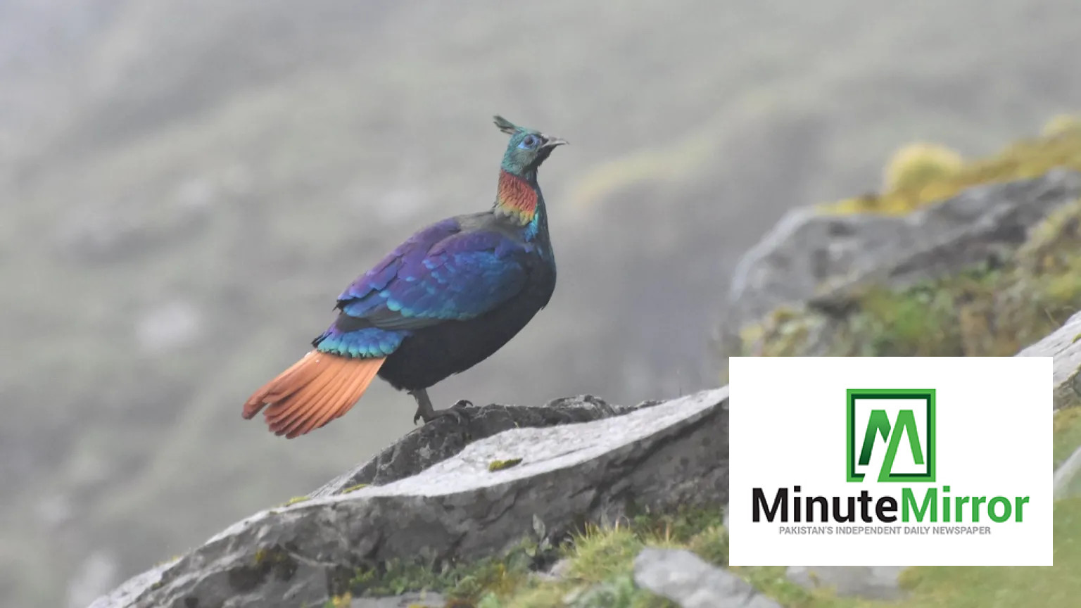 Human activity forces Himalayan monal to change its voice